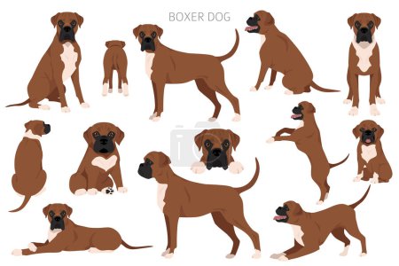 Boxerhund-Cliparts. Alle Fellfarben eingestellt. Unterschiedliche Position. Alle Hunderassen Merkmale Infografik. Vektorillustration