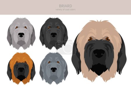 Illustration for Briard dog clipart. All coat colors set.  Different position. All dog breeds characteristics infographic. Vector illustration - Royalty Free Image