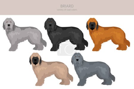 Illustration for Briard dog clipart. All coat colors set.  Different position. All dog breeds characteristics infographic. Vector illustration - Royalty Free Image