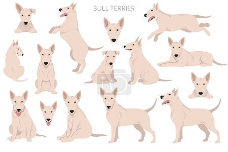 Téléchargez les illustrations : Clipart Bull Terrier. Toutes les couleurs de manteau ensemble. Position différente. Toutes les races de chiens caractéristiques infographie. Illustration vectorielle - en licence libre de droit