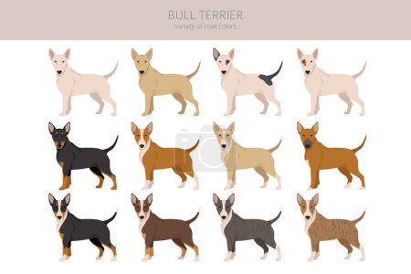 Bullterrier-Cliparts. Alle Fellfarben eingestellt. Unterschiedliche Position. Alle Hunderassen Merkmale Infografik. Vektorillustration