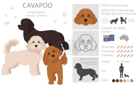 Illustration for Cavapoo mix breed clipart. Different poses, coat colors set.  Vector illustration - Royalty Free Image