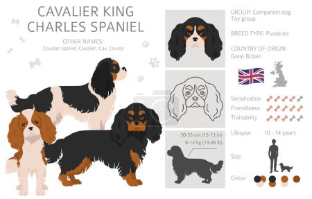 Illustration for Cavalier King Charles spaniel clipart. Different poses, coat colors set.  Vector illustration - Royalty Free Image
