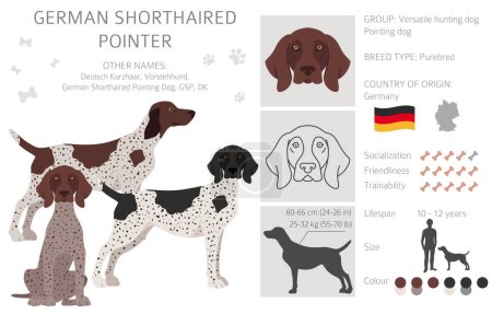 Illustration for German shorthaired pointer clipart. Different poses, coat colors set.  Vector illustration - Royalty Free Image