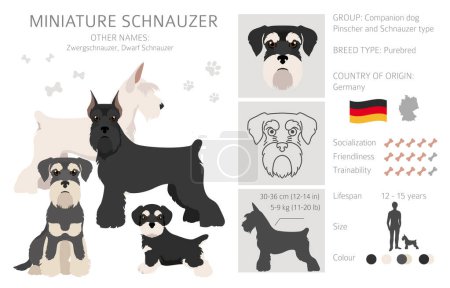 Chiens schnauzer miniatures dans différentes poses et couleurs de manteau. Ensemble pour adultes et chiots. Illustration vectorielle