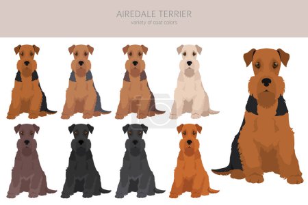 Ilustración de Airedale terrier todos los colores clipart. Conjunto de diferentes colores de capa. Ilustración vectorial - Imagen libre de derechos