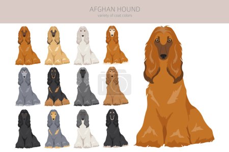Téléchargez les illustrations : Chien afghan toutes les couleurs clipart. Différentes couleurs de manteau ensemble. Illustration vectorielle - en licence libre de droit