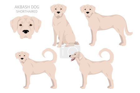 Ilustración de Akbash dog shorthaired clipart. Different poses, coat colors set.  Vector illustration - Imagen libre de derechos