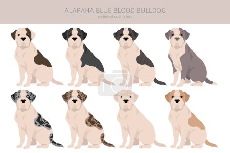 Ilustración de Alapaha Blue Blood Bulldog clipart. Different poses, coat colors set.  Vector illustration - Imagen libre de derechos
