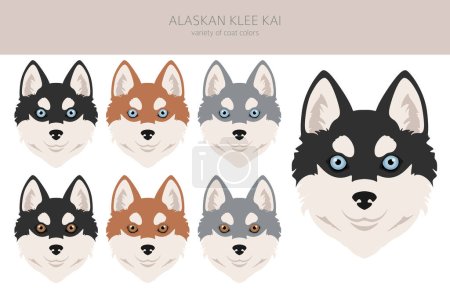 Alaskan klee kai todos los colores clipart. Conjunto de diferentes colores de capa. Ilustración vectorial