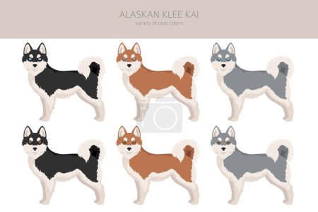 Ilustración de Alaskan klee kai todos los colores clipart. Conjunto de diferentes colores de capa. Ilustración vectorial - Imagen libre de derechos