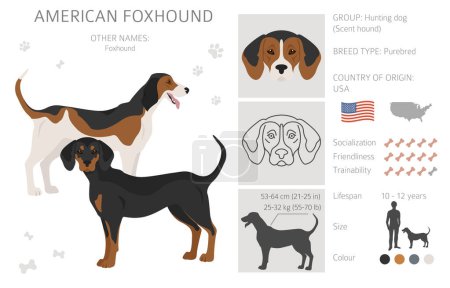 Illustration for American foxhound all colours clipart. Different coat colors set.  Vector illustration - Royalty Free Image