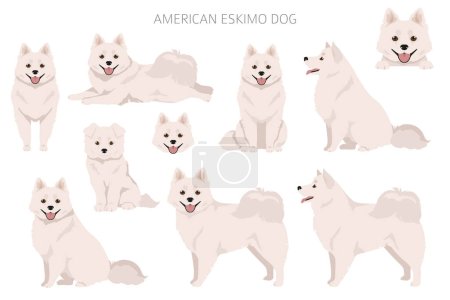 Illustration for American eskimo dog all colours clipart. Different coat colors set.  Vector illustration - Royalty Free Image