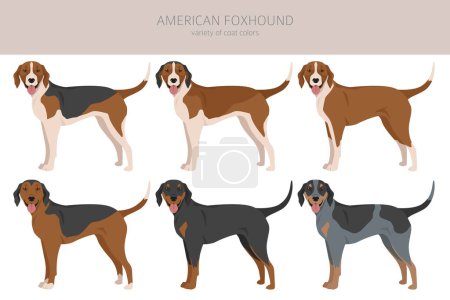 Illustration for American foxhound all colours clipart. Different coat colors set.  Vector illustration - Royalty Free Image