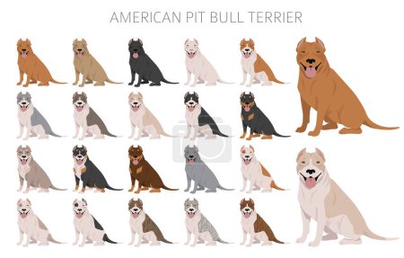 Illustration for American pit bull terrier dogs clipart. Color varieties, infographic. Vector illustration - Royalty Free Image