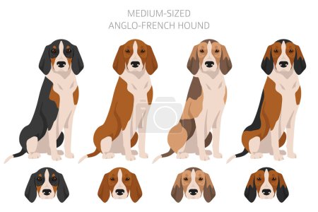 Ilustración de Clipart de perro anglo-francés de tamaño mediano. Distintas poses, colores del abrigo establecidos. Ilustración vectorial - Imagen libre de derechos