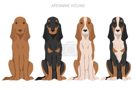 Ilustración de Apennine hound clipart. Different poses, coat colors set. Vector illustration - Imagen libre de derechos