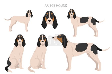 Illustration for Ariege hound clipart. Different poses, coat colors set. vector illustration - Royalty Free Image