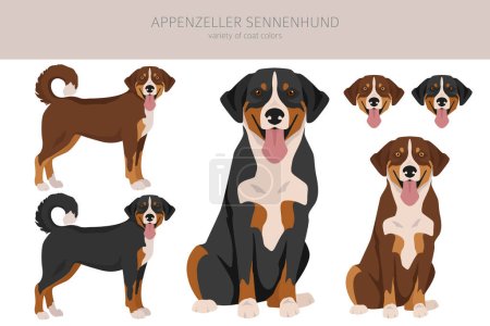 Ilustración de Appenzeller sennenhund todos los colores clipart. Diferentes colores de capa y poses conjunto. Ilustración vectorial - Imagen libre de derechos