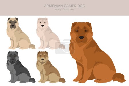 Ilustración de Armenian Gampe dog clipart. Different poses, coat colors set. vector illustration - Imagen libre de derechos