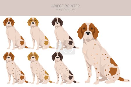 Ilustración de Ariege pointer clipart. Different poses, coat colors set. vector illustration - Imagen libre de derechos