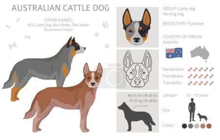 Chien de bétail australien toutes les couleurs clipart. Différentes couleurs de manteau et pose ensemble. Illustration vectorielle
