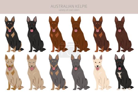 Illustration for Australian Kelpie all colours clipart. Different coat colors set. Vector illustration - Royalty Free Image
