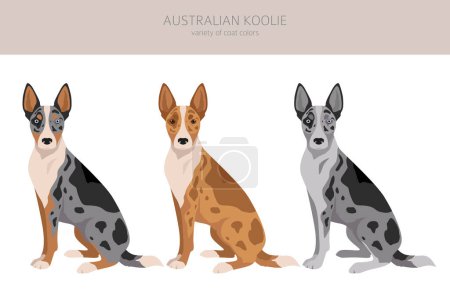 Ilustración de Australian koolie clipart. Different poses, coat colors set. vector illustration - Imagen libre de derechos