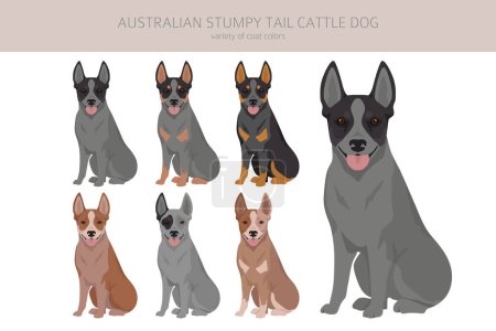 Téléchargez les illustrations : Australien souche queue chien de bétail toutes les couleurs clipart. Différentes couleurs de manteau et pose ensemble. Illustration vectorielle - en licence libre de droit