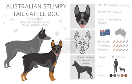 Australischer Stummelschwanzrinderhund in allen Farben. Verschiedene Fellfarben und Posen eingestellt. Vektorillustration