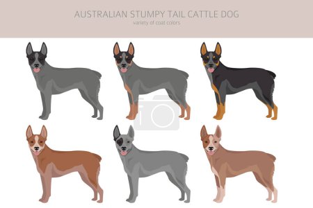 Ilustración de Australian stumpy tail cattle dog todos los colores clipart. Diferentes colores de capa y poses conjunto. Ilustración vectorial - Imagen libre de derechos