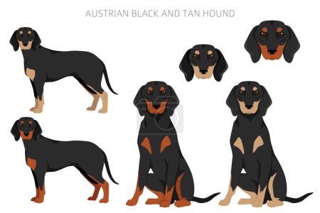 Illustration for Austrian black and tan hound clipart. Different poses, coat colors set. vector illustration - Royalty Free Image