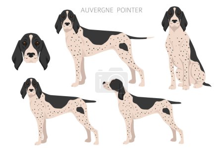 Ilustración de Auvergne Pointer clipart. Different poses, coat colors set. vector illustration - Imagen libre de derechos