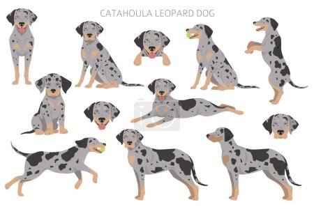 Ilustración de Catahoula Leopard dog clipart. All coat colors set.  Different position. All dog breeds characteristics infographic. Vector illustration - Imagen libre de derechos
