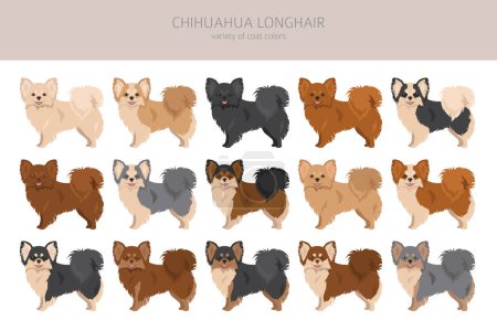 Ilustración de Chihuahua long haired clipart. All coat colors set.  Different position. All dog breeds characteristics infographic. Vector illustration - Imagen libre de derechos