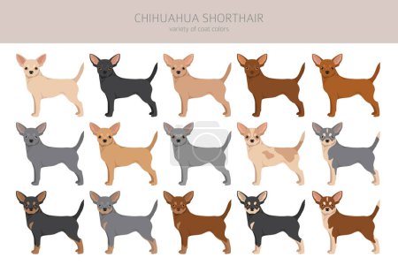 Chihuahua short haired clipart. All coat colors set.  Different position. All dog breeds characteristics infographic. Vector illustration