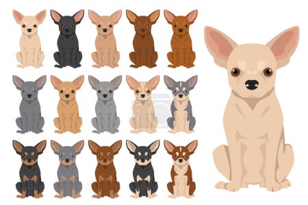 Illustration for Chihuahua short haired clipart. All coat colors set.  Different position. All dog breeds characteristics infographic. Vector illustration - Royalty Free Image