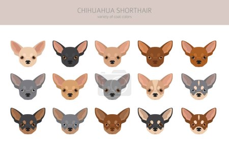 Chihuahua short haired clipart. All coat colors set.  Different position. All dog breeds characteristics infographic. Vector illustration