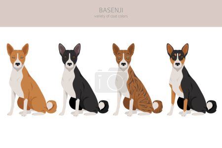 Illustration for Basenji all colours clipart. Different coat colors and poses set.  Vector illustration - Royalty Free Image