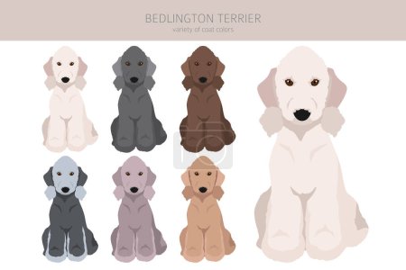 Bedlington terrier clipart. Diferentes colores de capa y poses conjunto. Ilustración vectorial