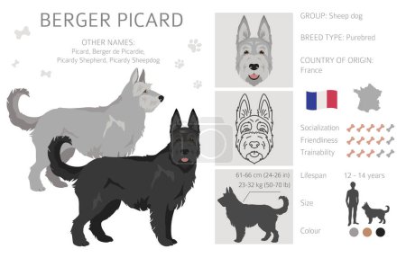 Illustration for Berger picard clipart. Different coat colors and poses set.  Vector illustration - Royalty Free Image