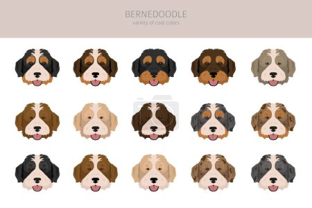 Illustration for Bernedoodle hybrid clipart. All coat colors set.  Different position. All dog breeds characteristics infographic. Vector illustration - Royalty Free Image