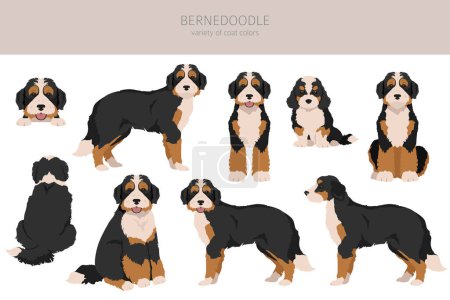 Bernedoodle hybrid clipart. All coat colors set.  Different position. All dog breeds characteristics infographic. Vector illustration