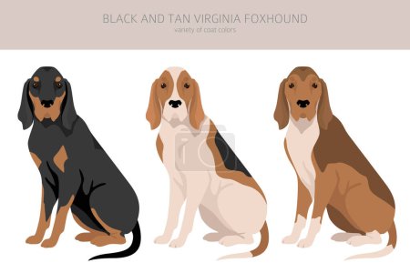 Illustration for Black and tan Virginia Foxhound clipart. Different coat colors and poses set.  Vector illustration - Royalty Free Image
