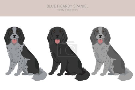 Illustration for Blue Picardy Spaniel clipart. Different coat colors and poses set.  Vector illustration - Royalty Free Image