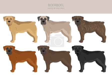 Illustration for Boerboel clipart. Different coat colors and poses set.  Vector illustration - Royalty Free Image