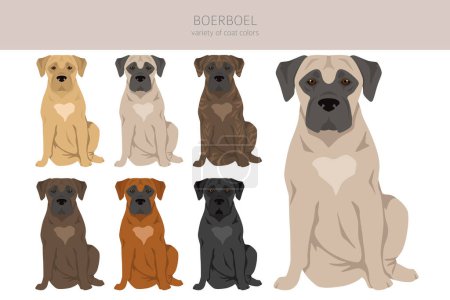 Illustration for Boerboel clipart. Different coat colors and poses set.  Vector illustration - Royalty Free Image