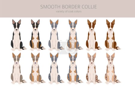 Illustration for Smooth border collie clipart. Different poses, coat colors set.  Vector illustration - Royalty Free Image