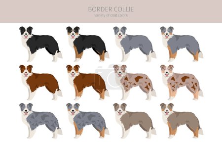 Téléchargez les illustrations : Border collie dog clipart. All coat colors set.  All dog breeds characteristics infographic. Vector illustration - en licence libre de droit