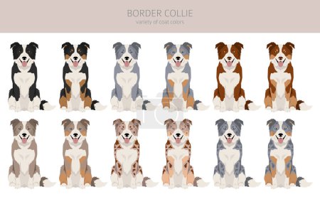 Téléchargez les illustrations : Border collie dog clipart. All coat colors set.  All dog breeds characteristics infographic. Vector illustration - en licence libre de droit
